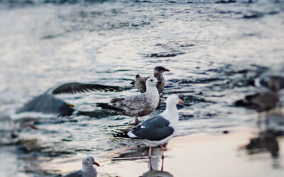 Exploring Living Things in Ecosystems