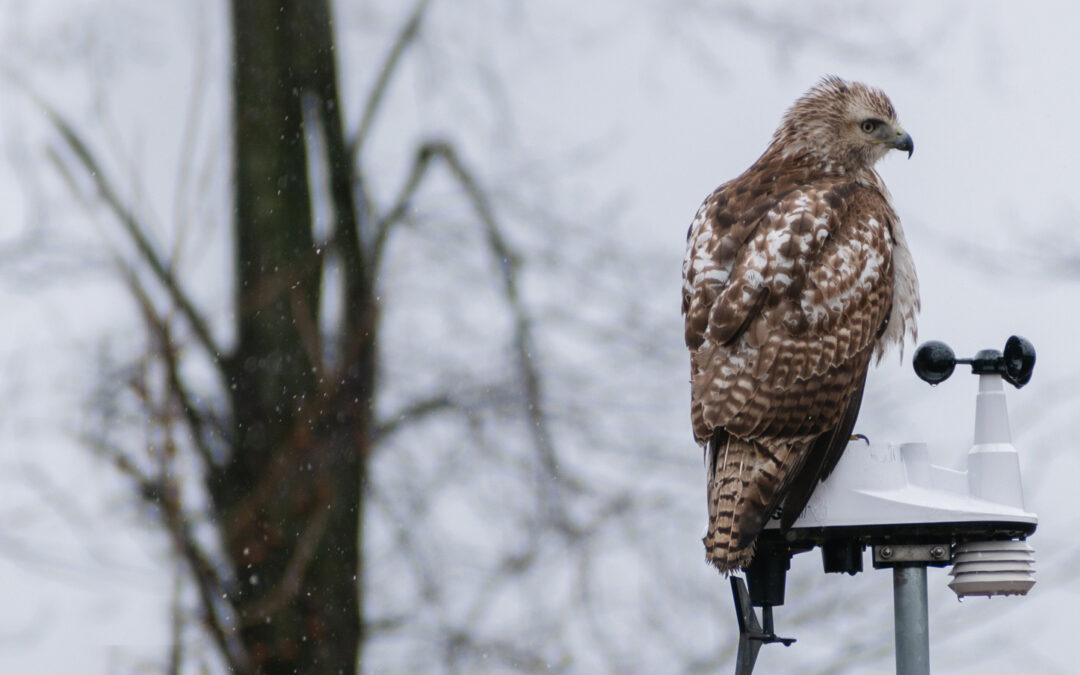 Immature Red-tailed Hawk (Buteo jamaicensis) Perched On Weather