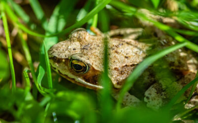 Ecosystems Support Living Organisms