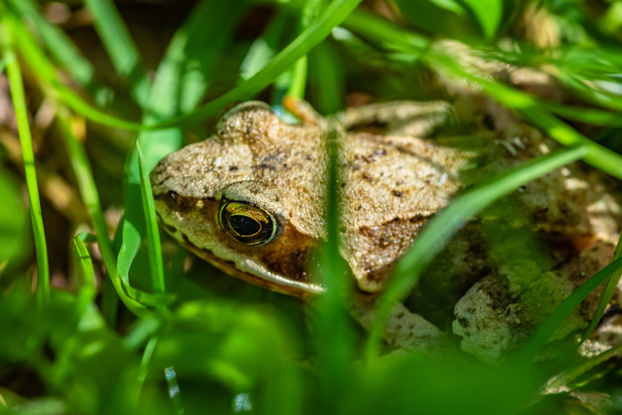 Toad in habitat