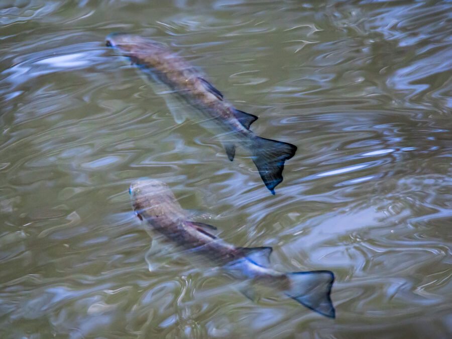 Estimating Biological Populations
