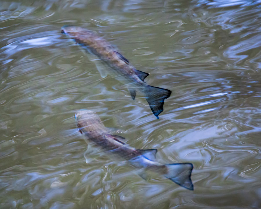 high-angle-view-fish-swimming-lake