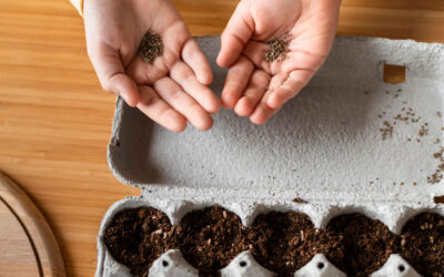 Planting Seeds