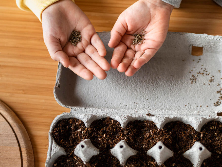 Planting Seeds