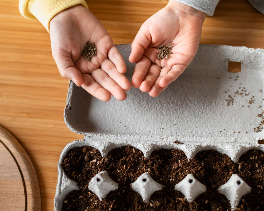 Top view of kids holding seeds planting in egg trays